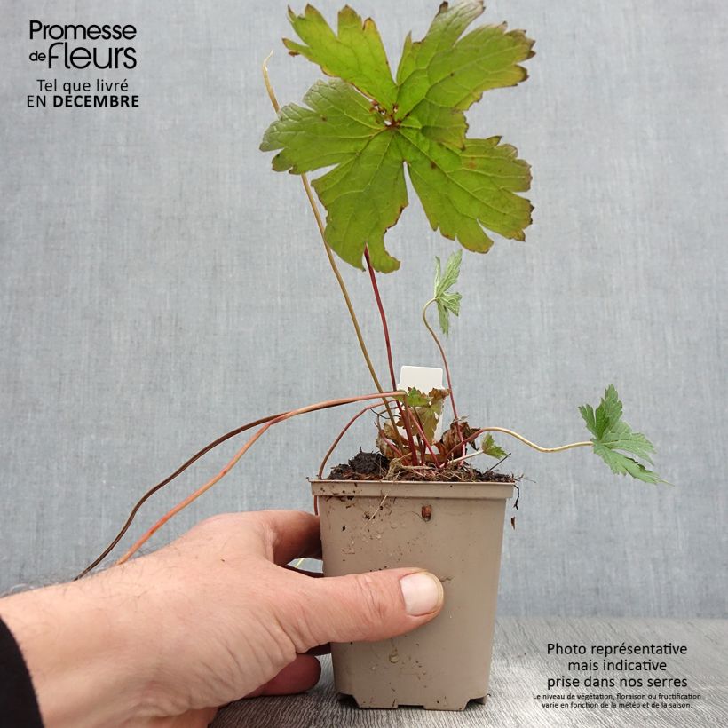 Spécimen de Géranium vivace psilostemon Bressingham Flair Godet de 8/9 cm tel que livré en automne