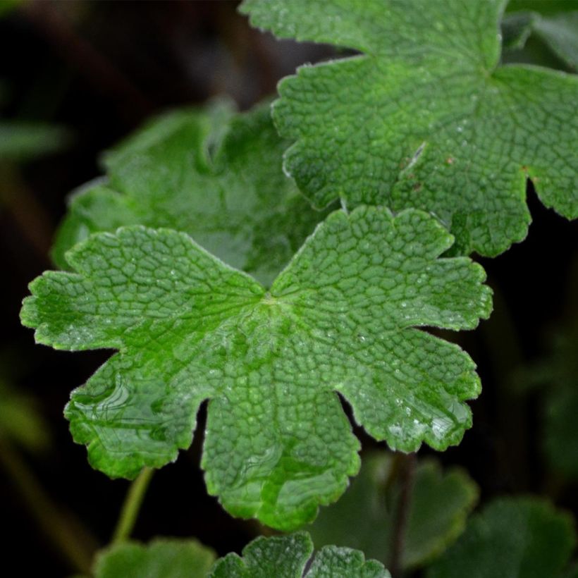 Géranium vivace renardii (Feuillage)