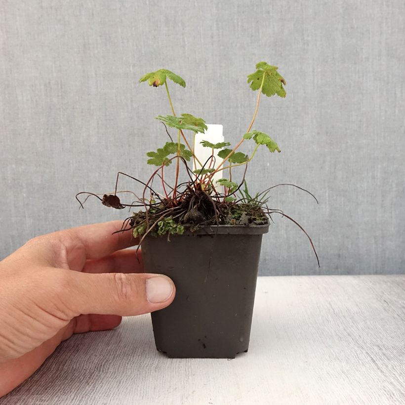Spécimen de Geranium vivace renardii Zetterlund - Géranium vivace parme clair veiné de violet Godet de 8/9 cm tel que livré en été