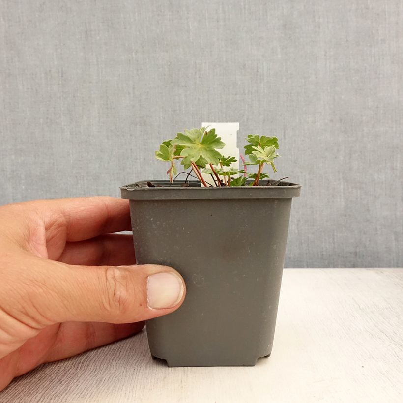 Spécimen de Geranium vivace Rothbury Gem Godet de 8/9 cm tel que livré en été