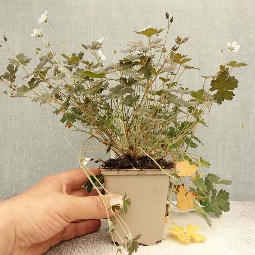Spécimen de Géranium vivace Rothbury Red Godet de 8/9 cm tel que livré en été