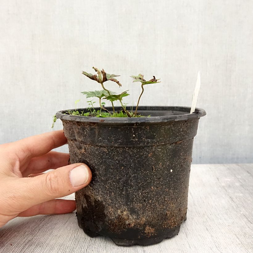 Spécimen de Géranium vivace Rozanne Pot de 2L/3L tel que livré en automne