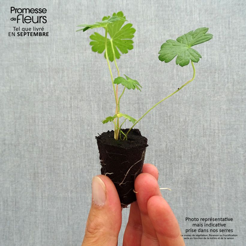 Spécimen de Géranium vivace Rozanne - Mini-motte Ø 3/4 cm tel que livré en automne