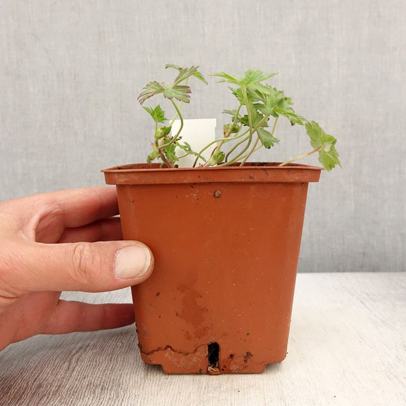 Spécimen de Géranium vivace Rozanne - Pot de 11cm/13cm tel que livré au printemps