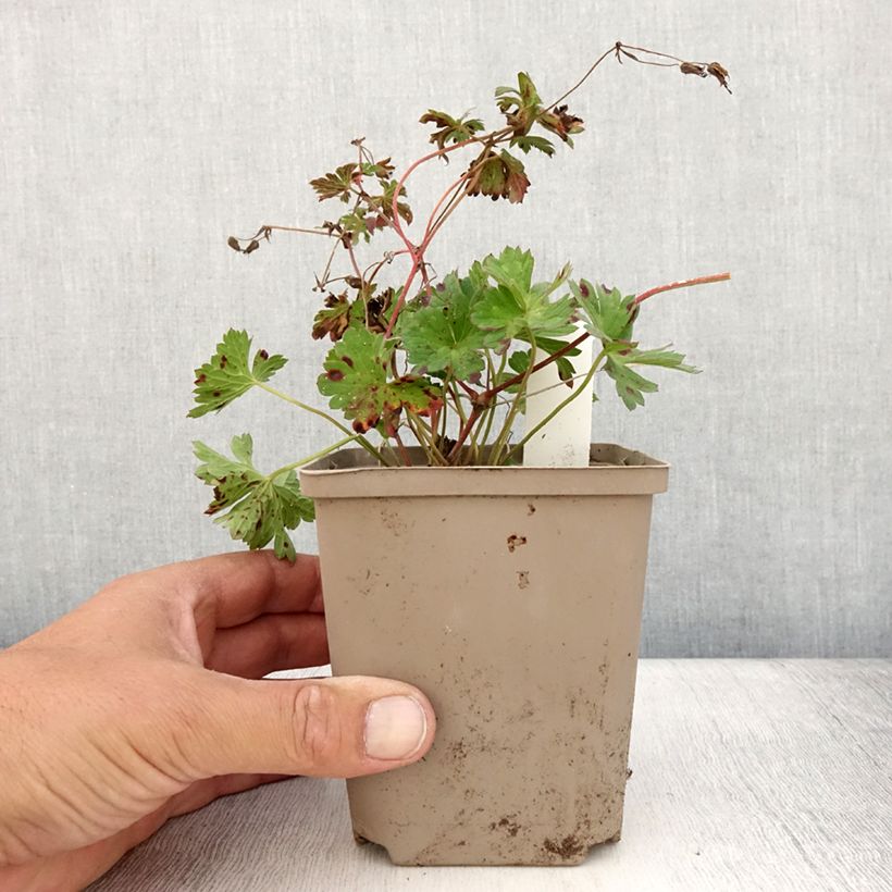 Spécimen de Géranium vivace Rozanne Pot de 12 cm / 13 cm tel que livré en été