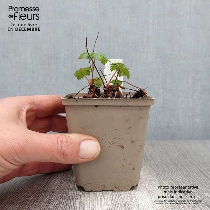 Spécimen de Géranium vivace Sabani Blue Godet de 8/9 cm tel que livré en automne