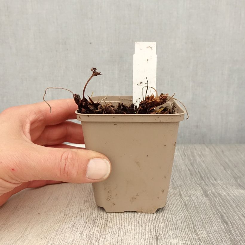 Spécimen de Géranium vivace Sabani Blue Godet de 9cm tel que livré au printemps