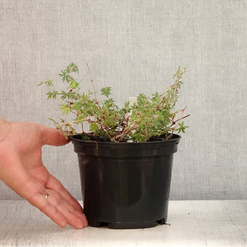 Spécimen de Géranium vivace sanguin Ankum's Pride - Géranium sanguineum Pot de 2L/3L tel que livré en été