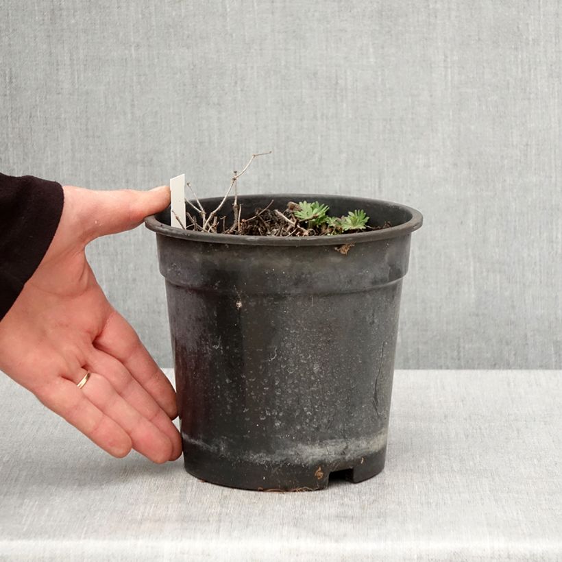 Spécimen de Géranium vivace sanguin Ankum's Pride - Géranium sanguineum - Pot de 2L/3L tel que livré au printemps
