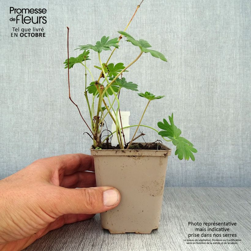 Spécimen de Géranium vivace sanguineum Hannelore Godet de 8/9 cm tel que livré en automne
