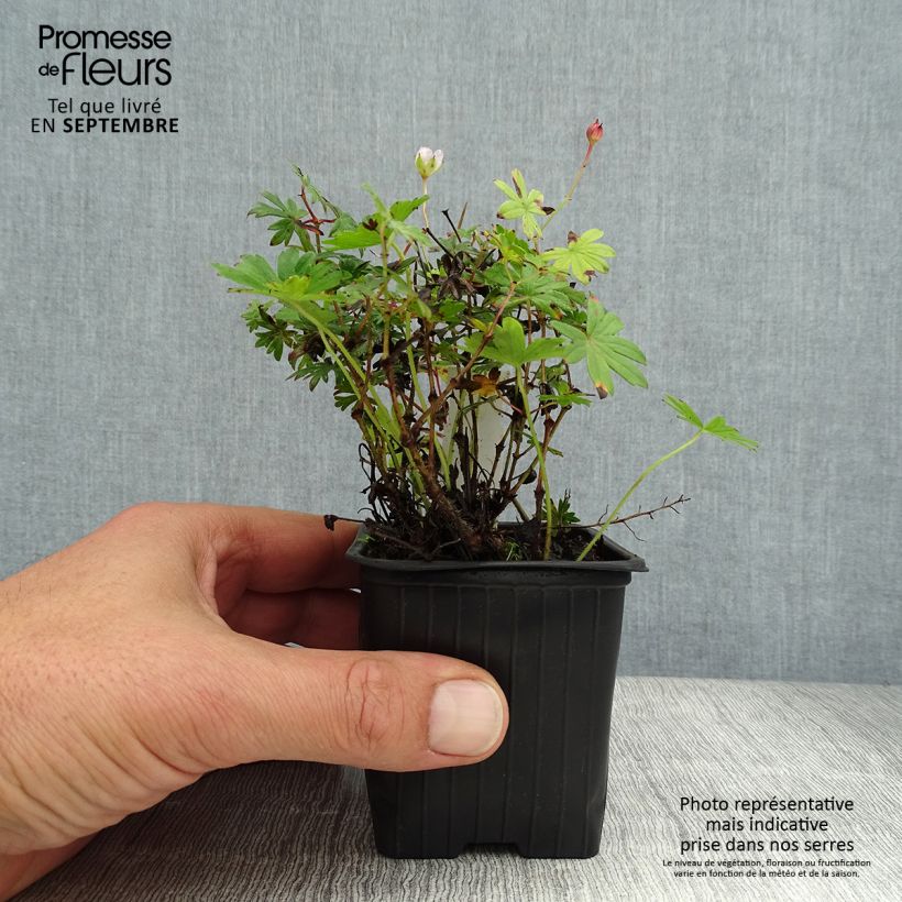 Spécimen de Géranium vivace sanguineum Max Frei Godet de 8/9 cm tel que livré en été