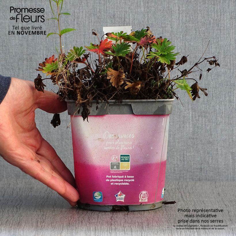 Spécimen de Geranium vivace sanguineum Pink Pouffe Pot de 2L/3L tel que livré en automne