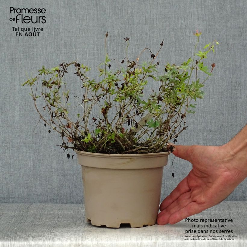 Spécimen de Géranium vivace sanguineum striatum Pot de 2L/3L tel que livré en été