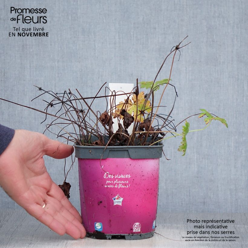 Spécimen de Géranium vivace Sirak Pot de 2L/3L tel que livré en automne