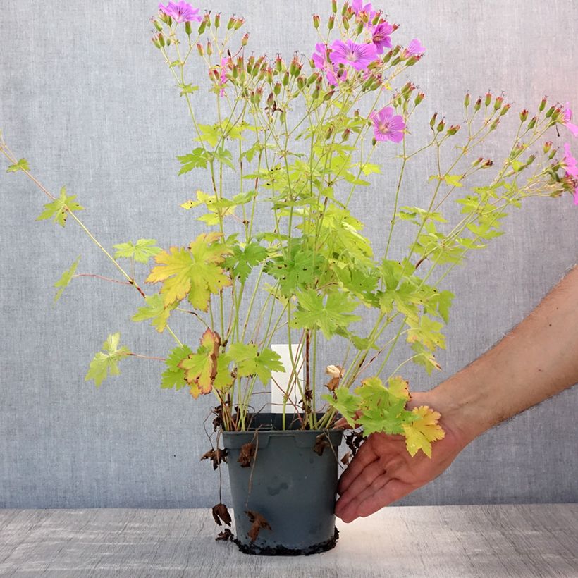 Spécimen de Géranium vivace Sirak Pot de 2L/3L tel que livré en été