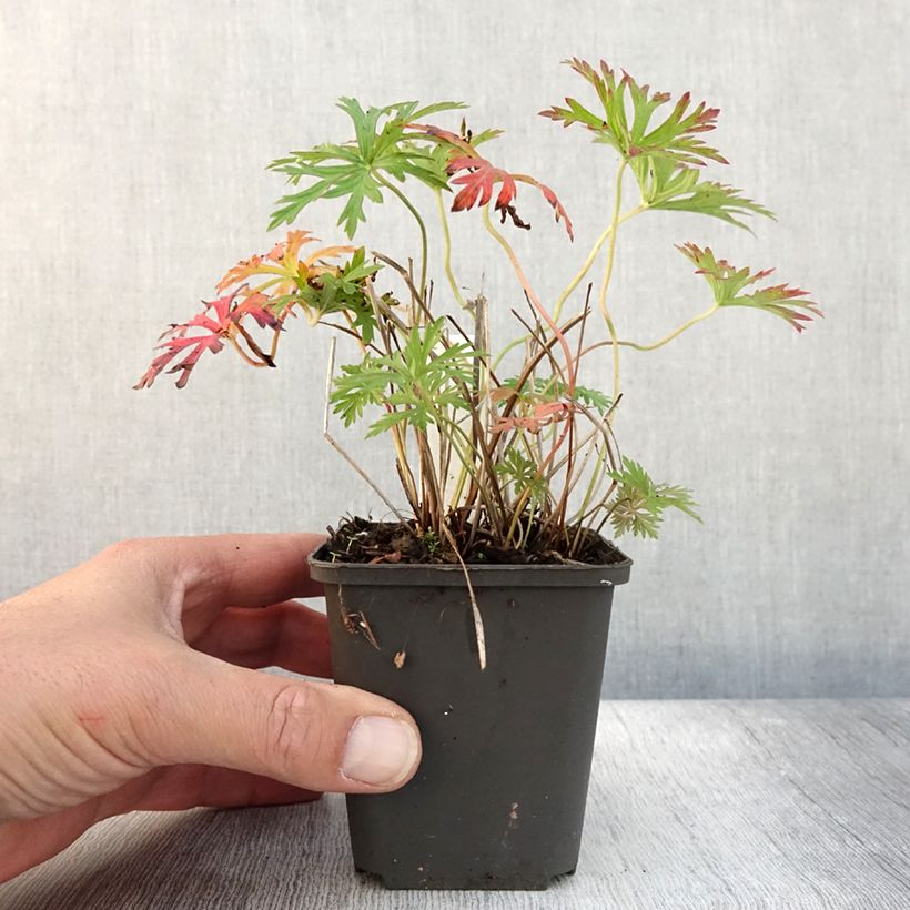 Spécimen de Geranium vivace Starman Godet de 8/9 cm tel que livré en automne