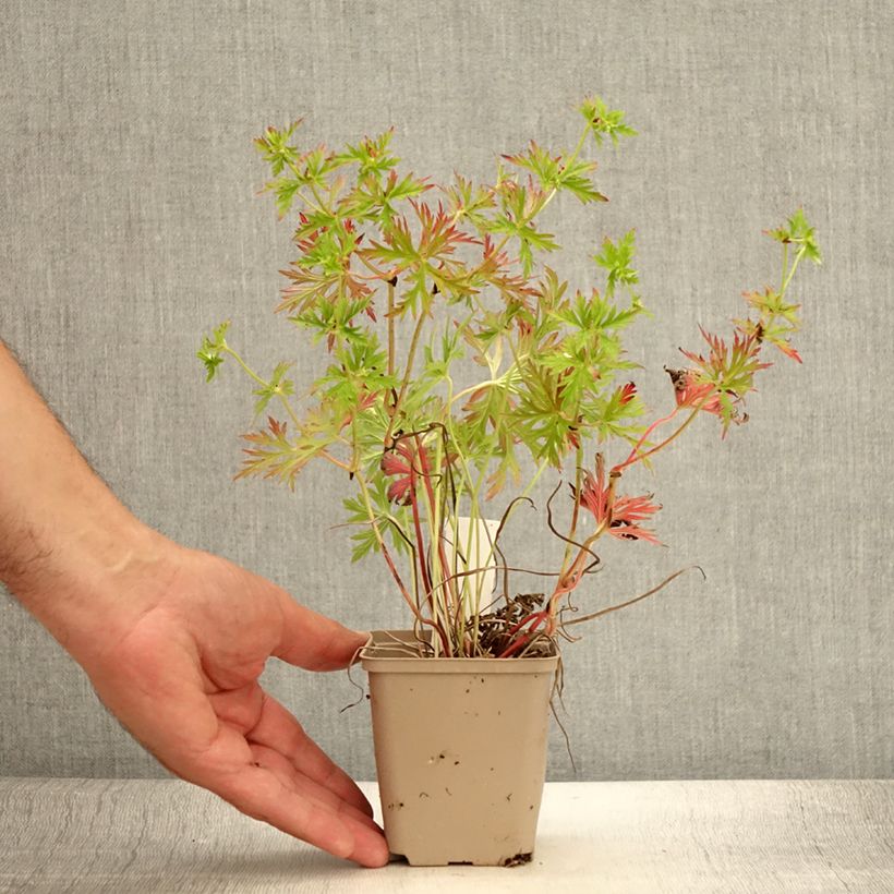 Spécimen de Geranium vivace Starman Godet de 8/9 cm tel que livré en été