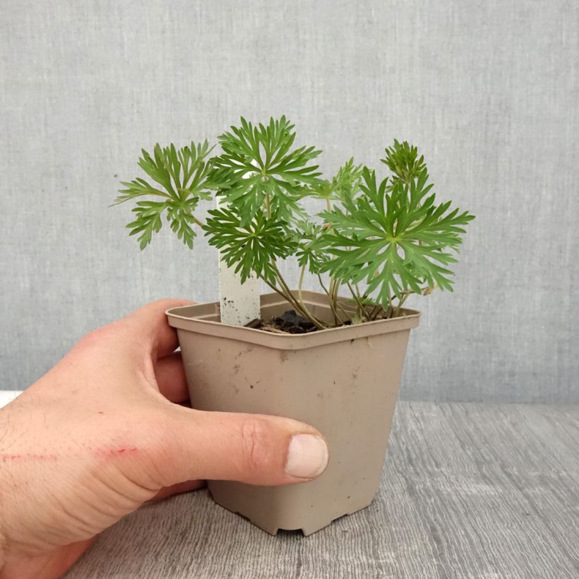 Spécimen de Geranium vivace Starman Godet de 9cm tel que livré au printemps