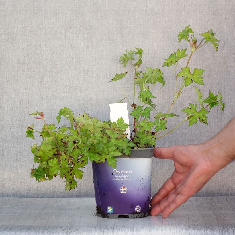 Spécimen de Géranium vivace Sweet Heidi Pot de 2L/3L tel que livré en été