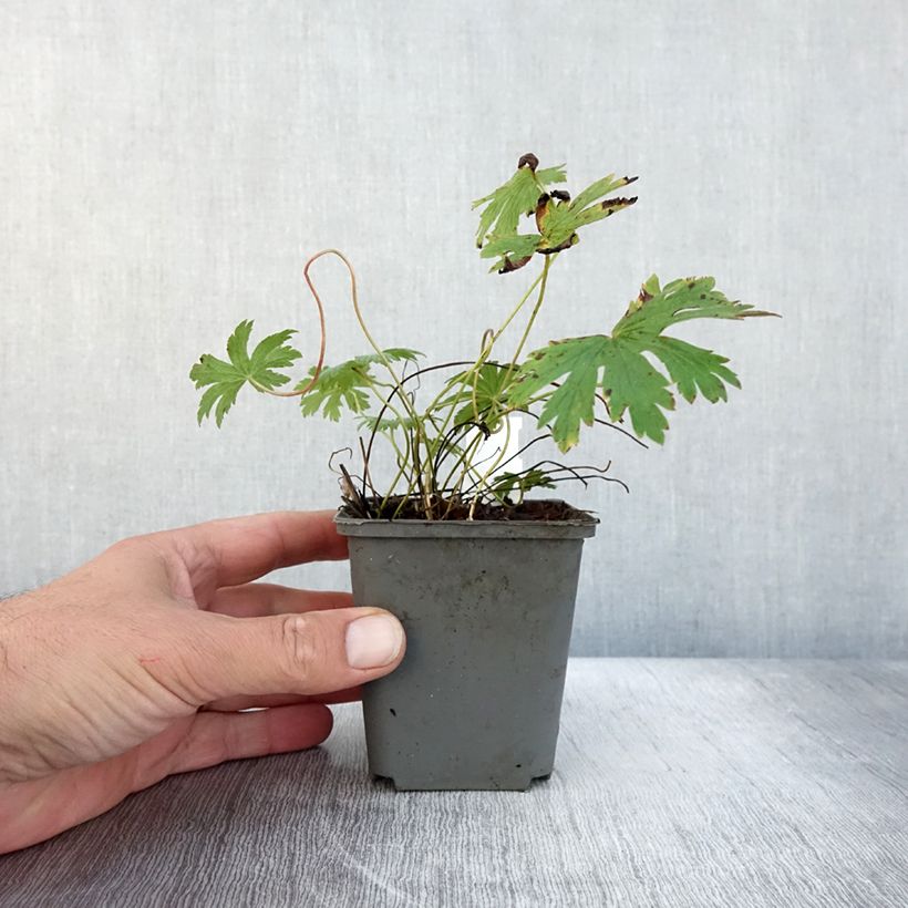 Spécimen de Géranium vivace sylvaticum Birch Lilac Godet de 8/9 cm tel que livré en automne