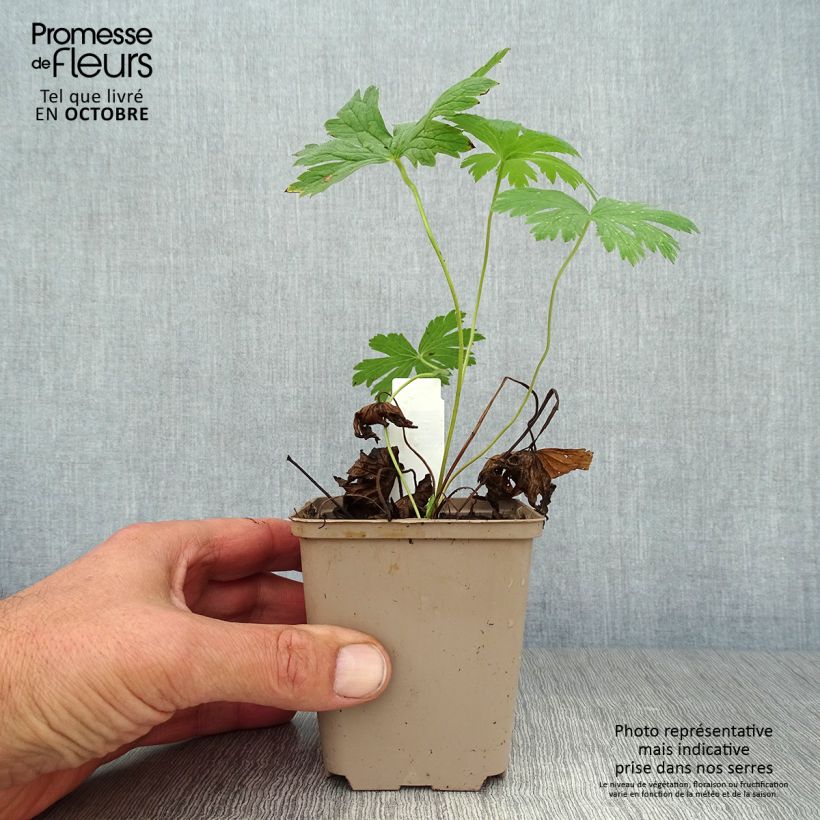 Spécimen de Geranium vivace sylvaticum Ice Blue Godet de 8/9 cm tel que livré en automne
