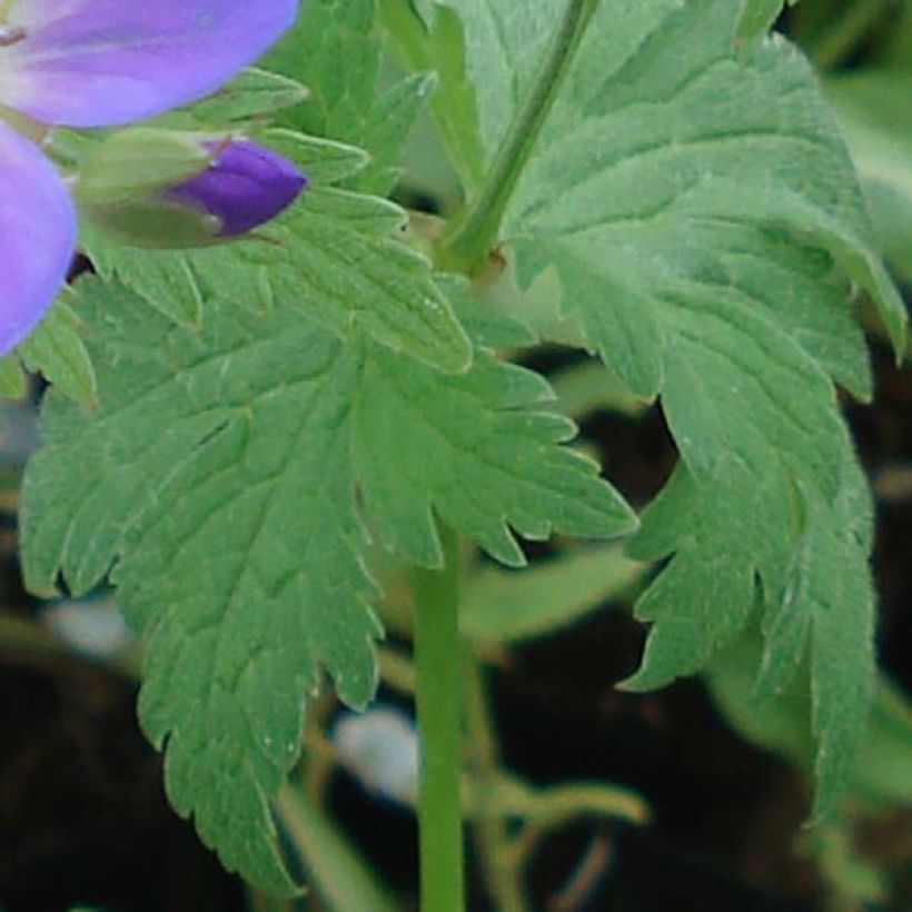 Géranium vivace sylvaticum May Flower (Feuillage)