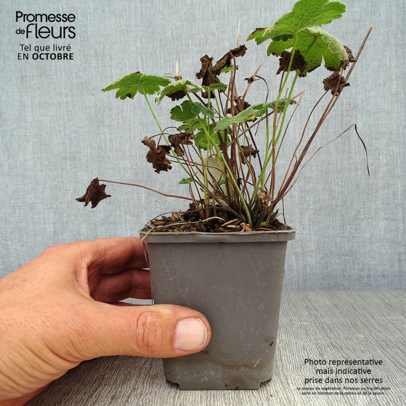 Spécimen de Géranium vivace Terre Franche Godet de 8/9 cm tel que livré en automne