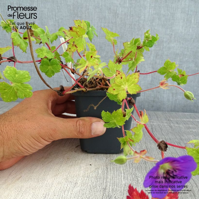 Spécimen de Geranium vivace wallichianum Daily Blue Godet de 8/9 cm tel que livré en été