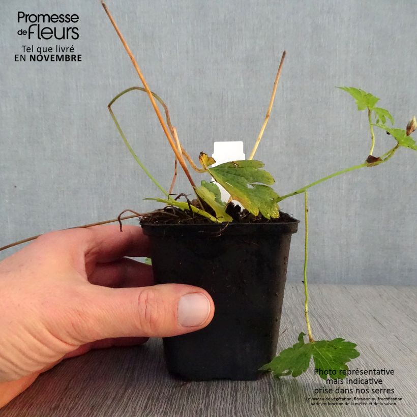Spécimen de Geranium vivace wallichianum Havana Blues Godet de 8/9 cm tel que livré en automne