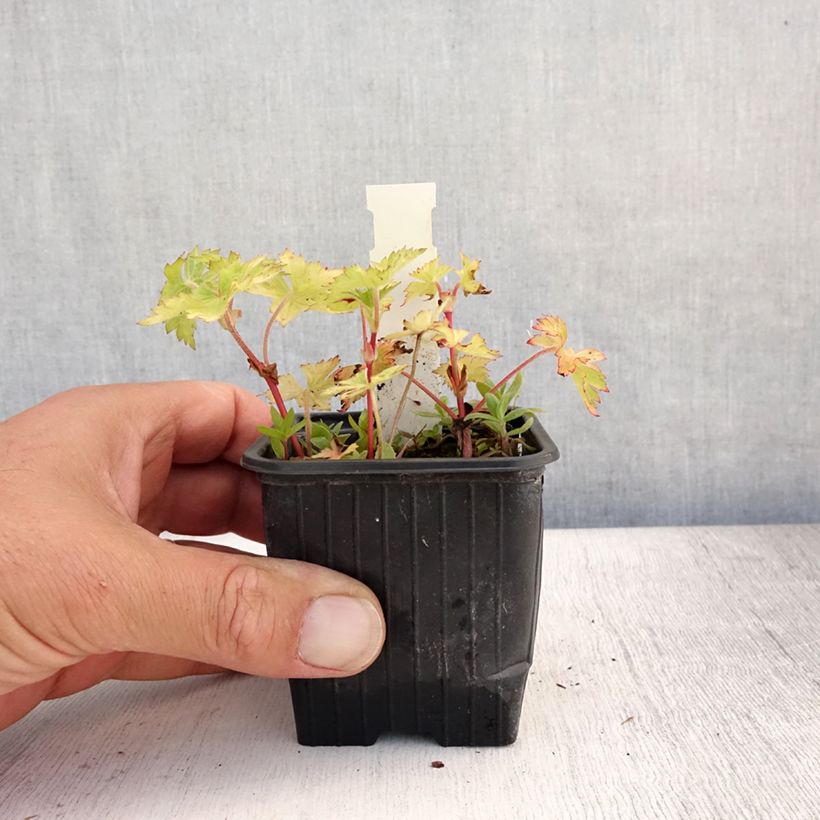 Spécimen de Geranium vivace wallichianum Magical All Summer Joy Godet de 8/9 cm tel que livré en été