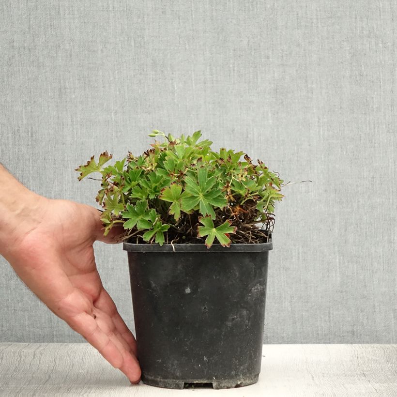 Spécimen de Geranium vivace yoshinoi Confetti Pot de 1,5L/2L tel que livré en été