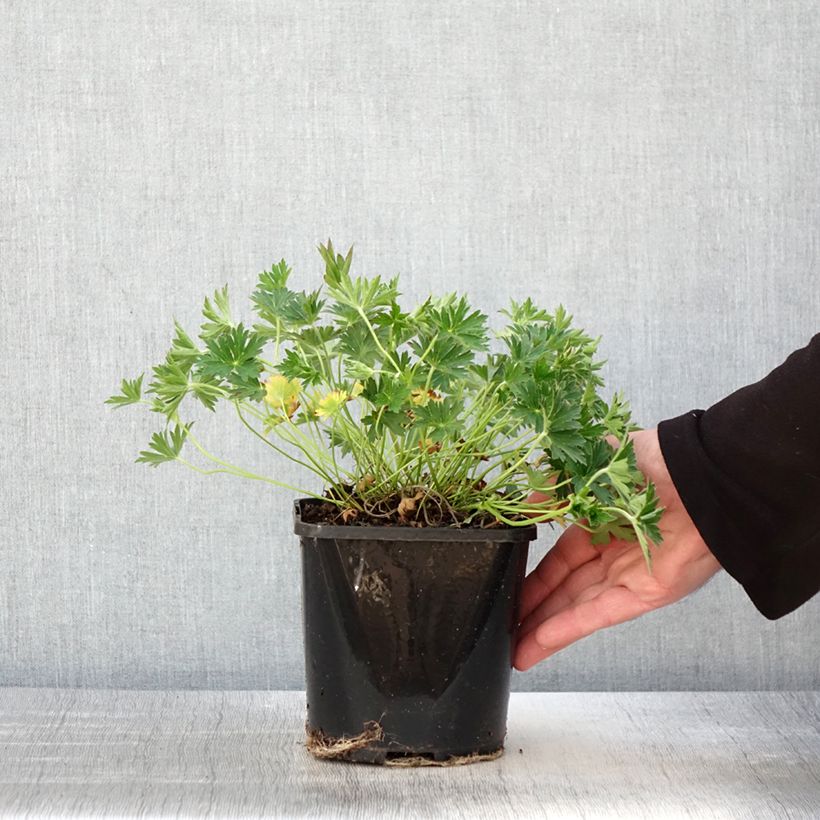 Spécimen de Geranium vivace yoshinoi Confetti - Pot de 1,5L/2L tel que livré au printemps