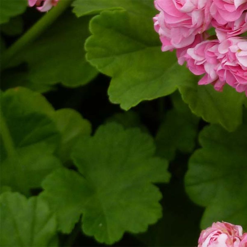 Géranium zonale Bouton de rose Appleblossom (Feuillage)