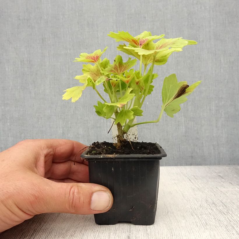 Spécimen de Géranium zonale Decima - Pelargonium - Godet de 8/9 cm tel que livré au printemps