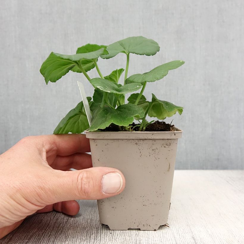 Spécimen de Géranium zonale Icecrystal - godet de 8/9cm tel que livré au printemps