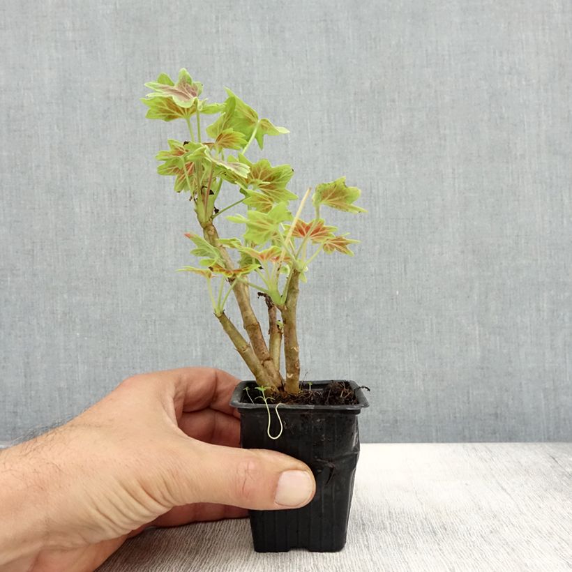 Spécimen de Géranium zonale Vancouver - Pelargonium  Godet de 7/8 cm tel que livré en automne