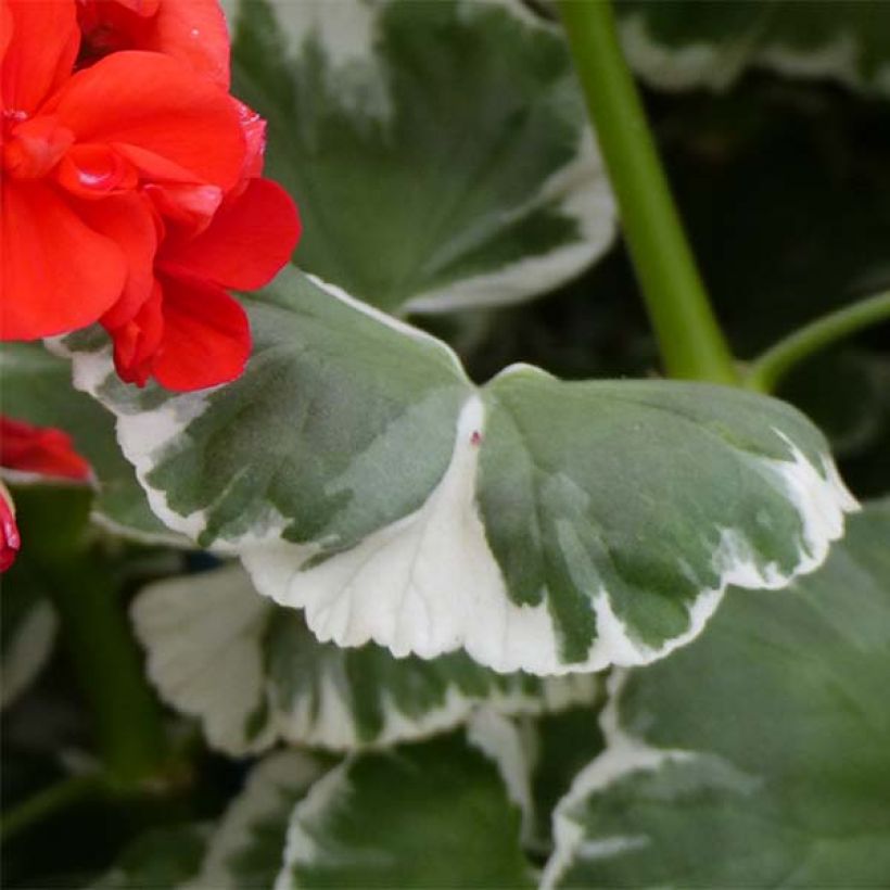 Géranium zonale Wilhelm Langguth - Pelargonium fantaisie (Feuillage)