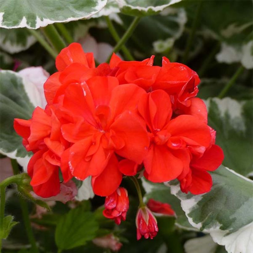 Géranium zonale Wilhelm Langguth - Pelargonium fantaisie (Floraison)