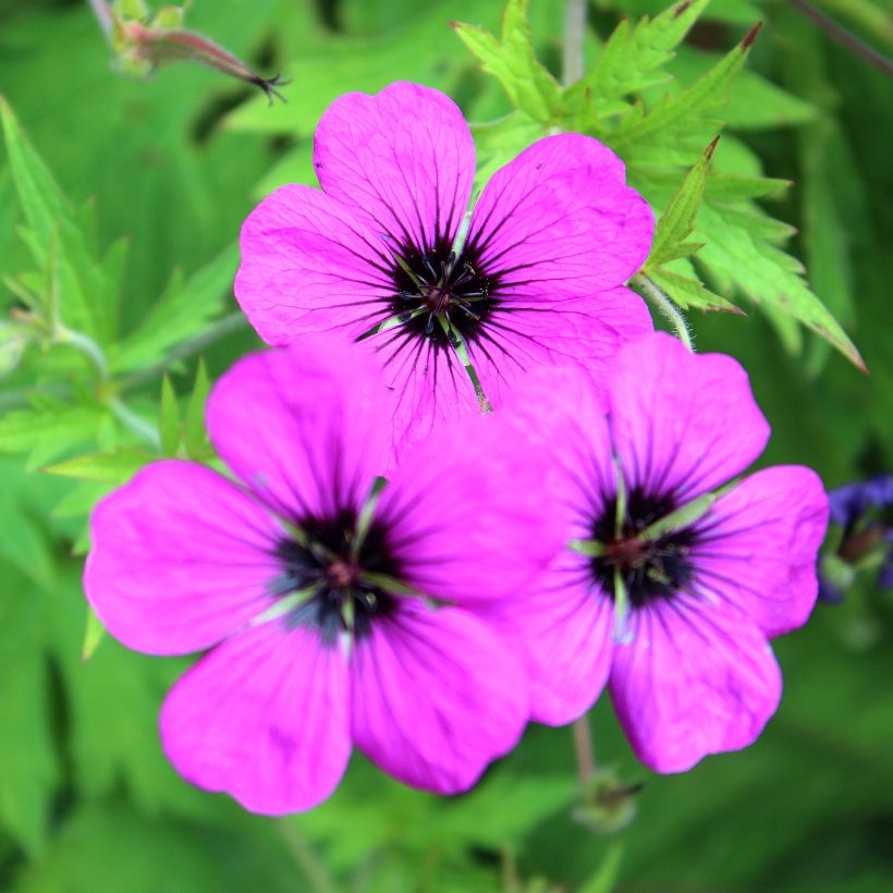 Géranium vivace Patricia (Floraison)
