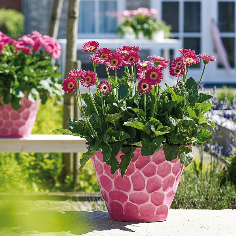 Gerbera Garvinea Sweet Sweet Spice (Port)