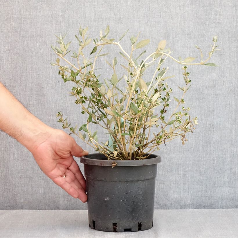Spécimen de Germandrée arbustive - Teucrium fruticans Pot de 2L/3L tel que livré en été