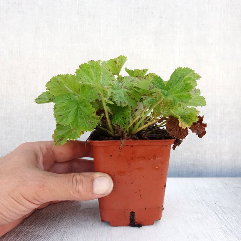 Spécimen de Geum Bell Bank - Benoîte rose soutenu Godet de 8/9 cm tel que livré en été