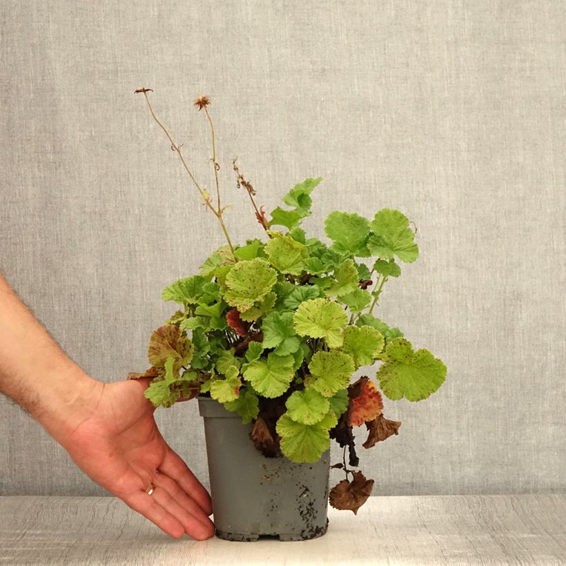 Spécimen de Geum Bell Bank - Benoîte rose soutenu Pot de 2L/3L tel que livré en été