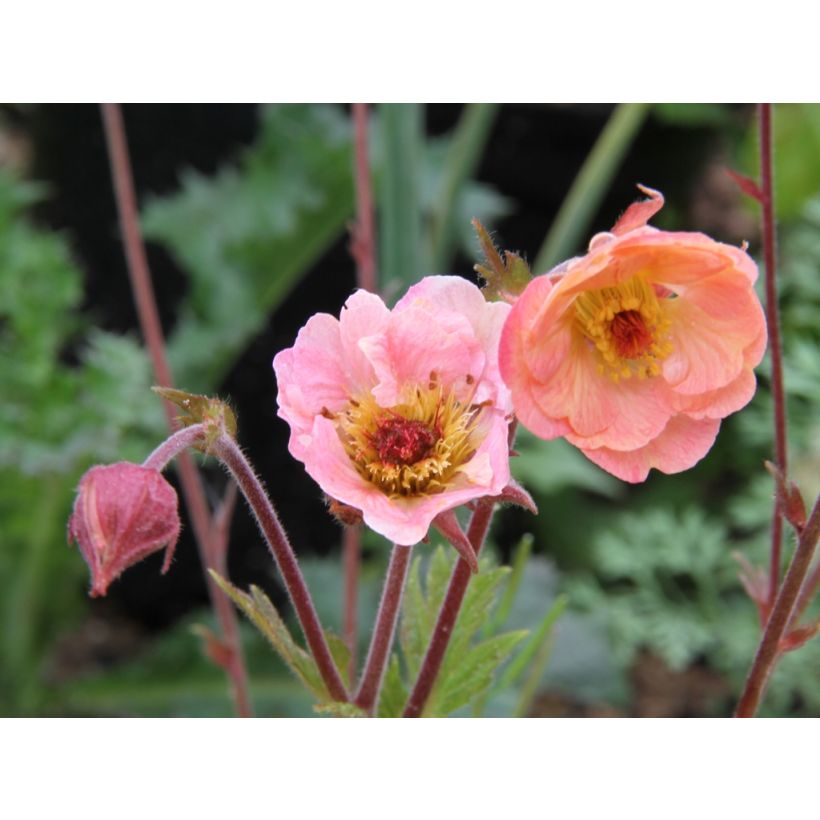 Geum Cosmopolitan - Benoite blanc-pêche (Floraison)