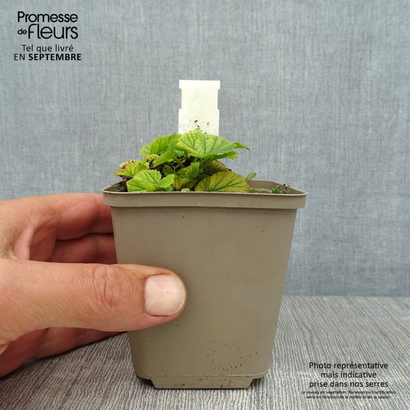 Spécimen de Geum coccineum Karlskaer - Benoîte jaune orangé Godet de 8/9 cm tel que livré en été