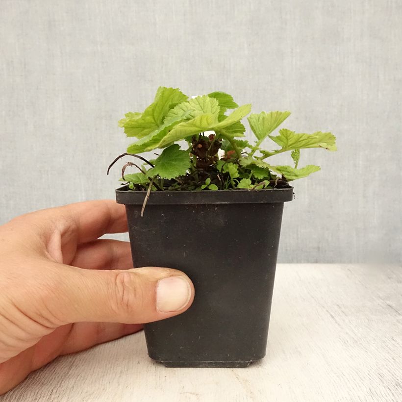 Spécimen de Geum coccineum Koi - Benoîte Godet de 8/9 cm tel que livré en été