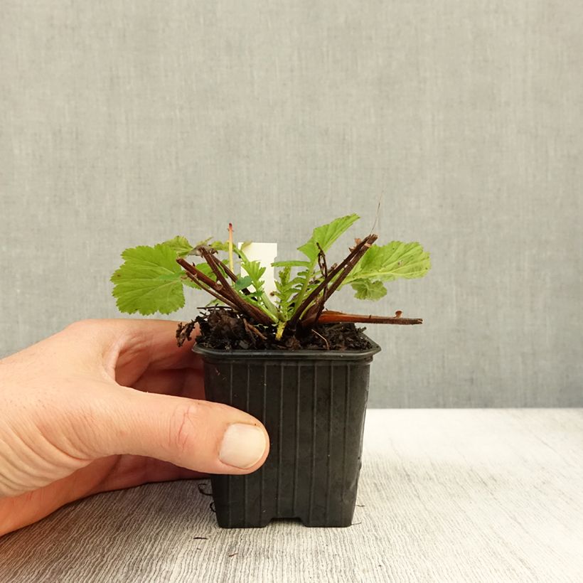 Spécimen de Geum coccineum Red Wings - Benoîte rouge double Godet de 8/9 cm tel que livré en automne