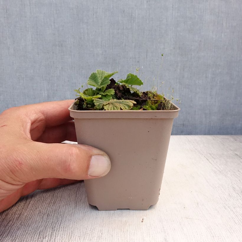 Spécimen de Geum coccineum Werner Arends - Benoîte orange  Godet de 8/9 cm tel que livré en été
