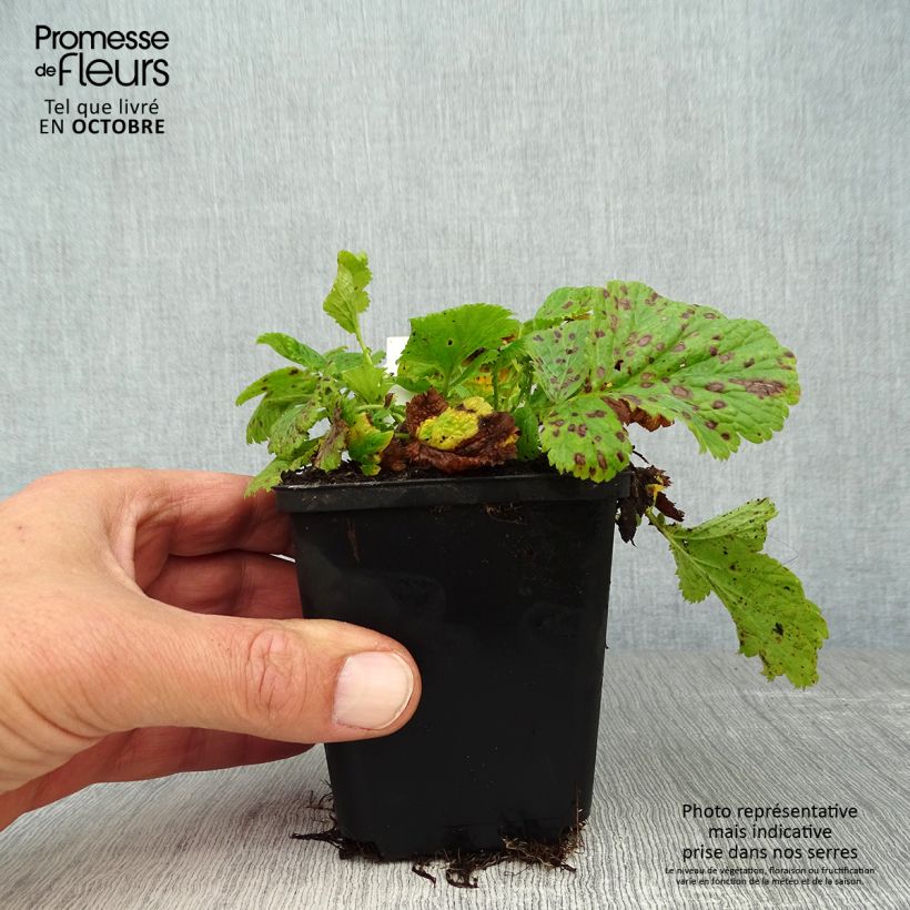 Spécimen de Geum Cosmopolitan - Benoite blanc-pêche Godet de 8/9 cm tel que livré en automne