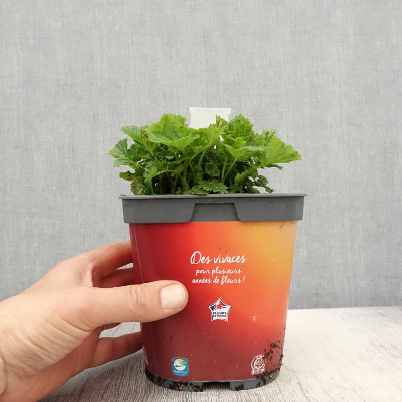 Spécimen de Geum Cosmopolitan - Benoite blanc-pêche en pot de 2/3 litres tel que livré au printemps